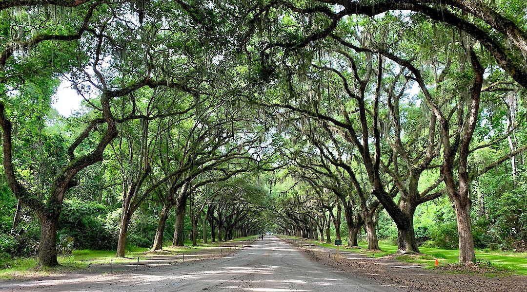Oak lined road, Savannah, Georgia. Jacob Mathers@Unsplash