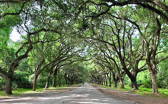 Oak lined road, Savannah, Georgia. Jacob Mathers@Unsplash