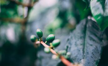 Coffee plant in Blue Mountain, Kingston, Jamaica. Marc Babin@Unsplash