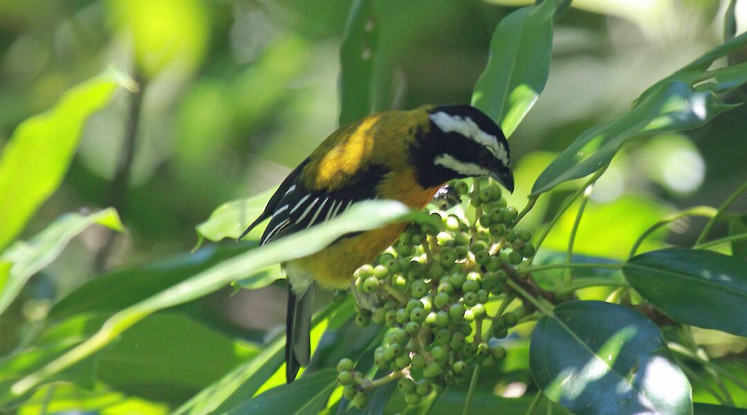 Jamaican Spindalis, among the birds found in Blue Mountain, Kingston, Jamaica. CC:DickDaniels