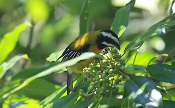 Jamaican Spindalis, among the birds found in Blue Mountain, Kingston, Jamaica. CC:DickDaniels