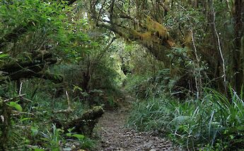 Dirt road in Blue Mountain, Runaway Bay, Jamaica. Mario Allen@Unsplash