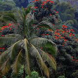 Various tree species in blue Mountain, Runaway Bay, Jamaica. Midnight Believer@Flickr