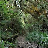 Rainforest dirt path, Blue Mountain, Ocho Rios, Jamaica. Mario Allen@Unsplash