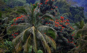 Various tree species in Blue Mountain, Ocho Rios, Jamaica. Midnight Believer@Flickr