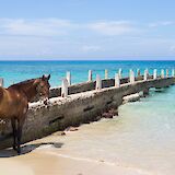 Horse at the beach, Ocho Rios, Jamaica. Austin Kirk@Unsplash