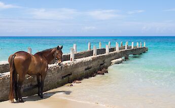 Horse at the beach, Ocho Rios, Jamaica. Austin Kirk@Unsplash
