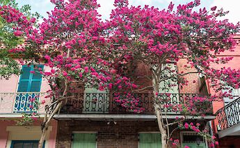 Crepe myrtle tree and creole townhouse balcony, New Orleans, LA, USA. Mary Hammel@Unsplash