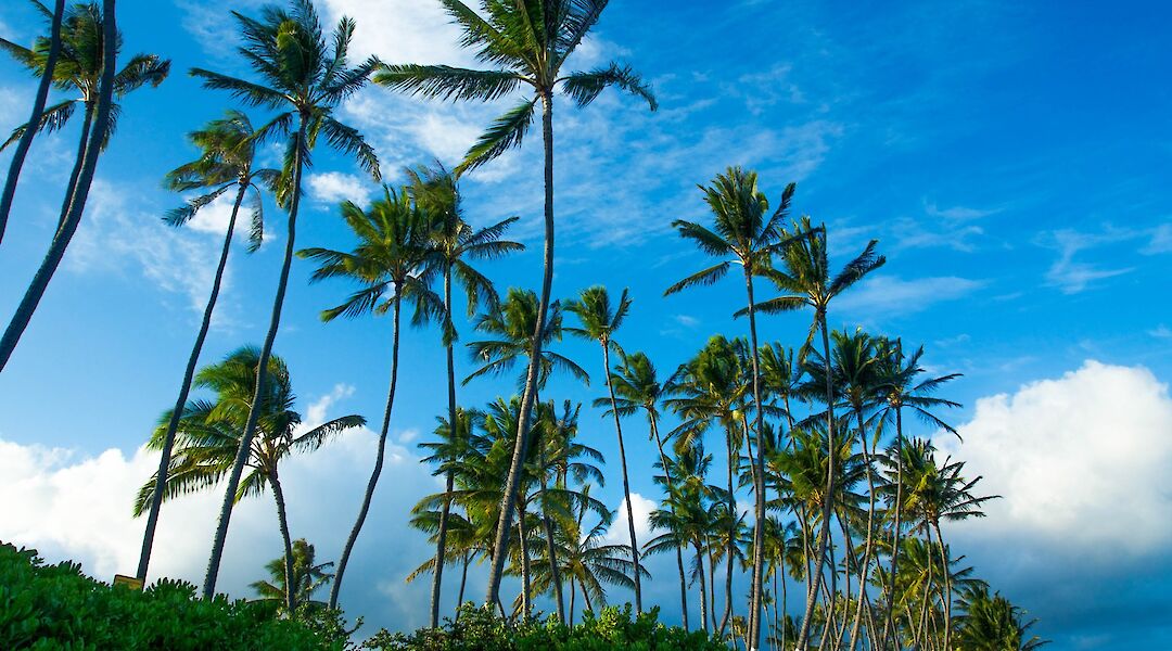 Palm trees and other greens,Honolulu, Hawaii, USA. Alisa Matthews@Unsplash