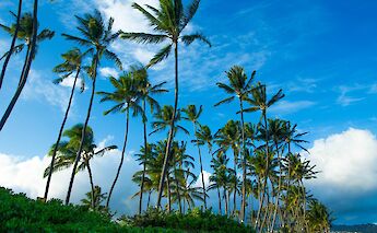 Palm trees and other greens,Honolulu, Hawaii, USA. Alisa Matthews@Unsplash