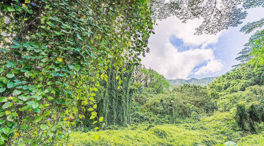 Lush flora, Manoa Valley, Honolulu, Hawaii, USA. Benjamin Rascoe@Unsplash