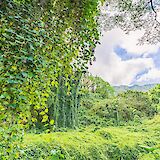 Lush flora, Manoa Valley, Honolulu, Hawaii, USA. Benjamin Rascoe@Unsplash