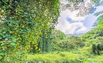 Lush flora, Manoa Valley, Honolulu, Hawaii, USA. Benjamin Rascoe@Unsplash