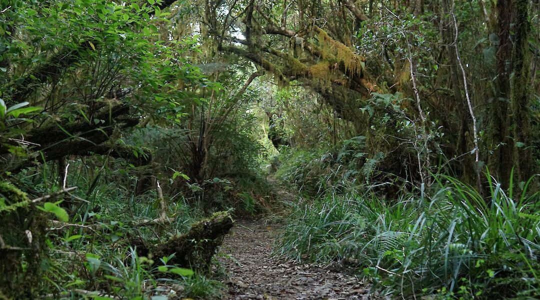Hiking on the forest path to Manoa Falls, Honolulu, Hawaii, USA. Mario Allen@Unsplash