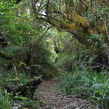 Hiking on the forest path to Manoa Falls, Honolulu, Hawaii, USA. Mario Allen@Unsplash