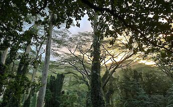 Manoa Falls, Honolulu, Hawaii, USA. Ethan Nguyen@Unsplash