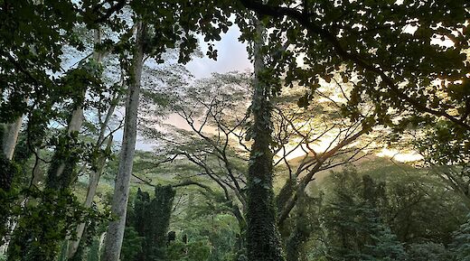 Manoa Falls, Honolulu, Hawaii, USA. Ethan Nguyen@Unsplash