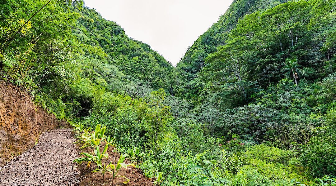 Dirt path to Manoa Falls, Honolulu, Hawaii, USA. Benjamin Rascoe@Unsplash