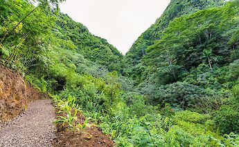 Dirt path to Manoa Falls, Honolulu, Hawaii, USA. Benjamin Rascoe@Unsplash
