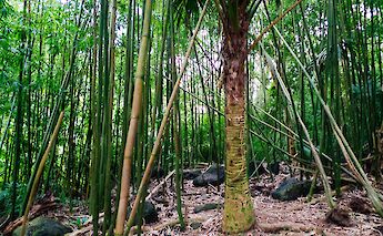 Manoa Falls Path, Hawaii. Jeff Dlouhy@Flickr