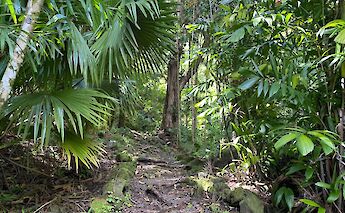 Path into the jungle, Honolulu, Hawaii.