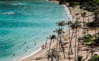 Palm trees lining the shore, Beach in Honolulu, Hawaii, USA. Samantha Sophia@Unsplash