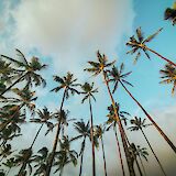 Palm Trees in Honolulu, Hawaii. Unsplash: LIttle Plant