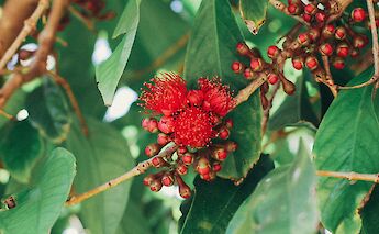 A medium close-up photo of the ʻŌhiʻa Ai (Mountain Apple) blooms, before fruiting, Hawaii. Studio Kealaula@Unsplash