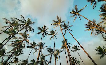 Palm Trees in Honolulu, Hawaii. Unsplash: LIttle Plant