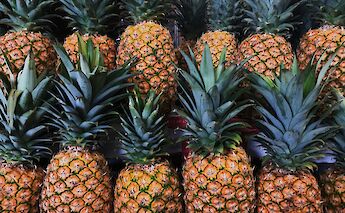 Pineapples from Honolulu, Hawaii, USA. Juno Jo@Unsplash