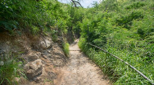 Hiking Diamond Head, Honolulu, Hawaii. Flickr: Daniel Ramirez
