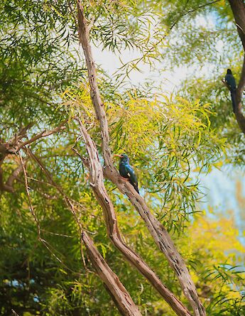 Hoopoe in the wood, Honolulu, Hawaii. Elijah Karpuk@Unsplash