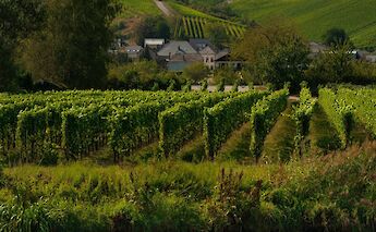 Vineyards in Remich, Luxembourg. Gabor Koszegi@Unsplash