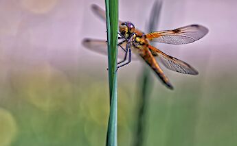 Dragonflies in Holland! ©Hollandfotograaf