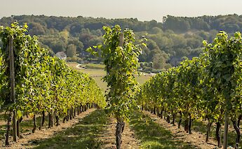 Vineyards en route in Limburg, the Netherlands. Rudolf Peter Bakker@Unsplash
