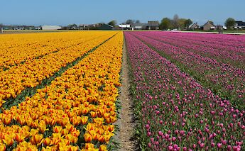 Tulip fields in Holland in the Springtime! Pug Girl@Flickr