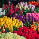 Tulips for sale in Amsterdam! Ioann-mark Kuznietsov@Unsplash