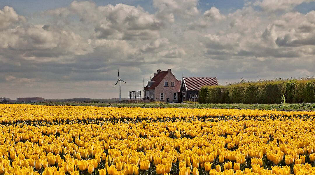 Tulip fields in southern Holland in Springtime! ©Hollandfotograaf