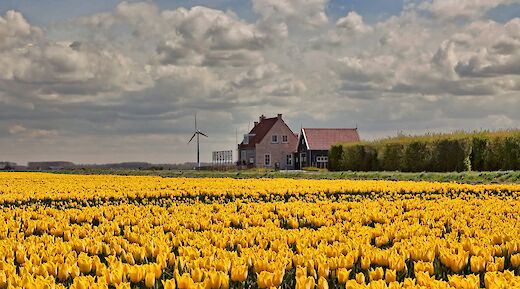Tulip fields in southern Holland in Springtime! &copy;Hollandfotograaf