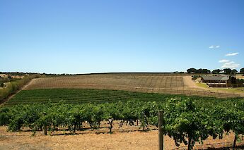 Open field at a vineyard in Adelaide Hills, Austraila. Mikael Andreasson@Unsplash