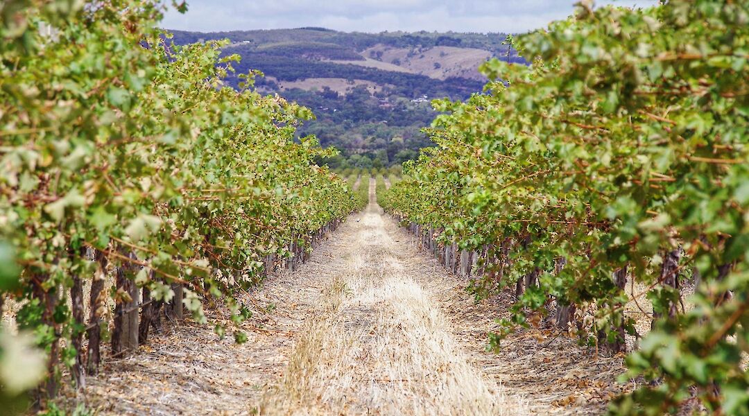 The path in the middle, Southern Australia Vineyards, Adelaide Hills, Australia. James Dimas@Unsplash