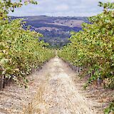 The path in the middle, Southern Australia Vineyards, Adelaide Hills, Australia. James Dimas@Unsplash