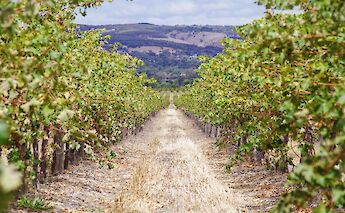 The path in the middle, Southern Australia Vineyards, Adelaide Hills, Australia. James Dimas@Unsplash