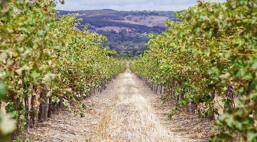 The path in the middle, Southern Australia Vineyards, Adelaide Hills, Australia. James Dimas@Unsplash