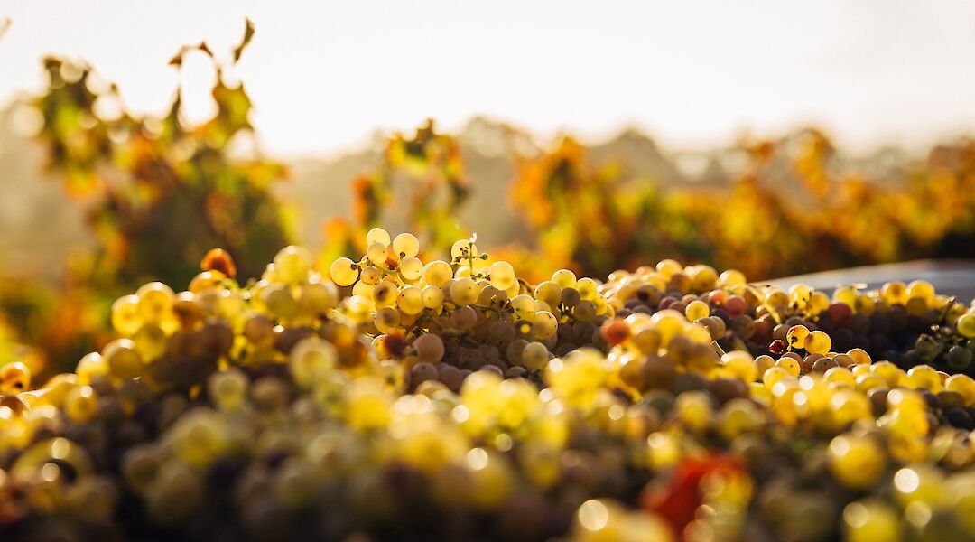 Produce from the vineyard, Adelaide hills, Australia. Thomas Schaefer@Unsplash
