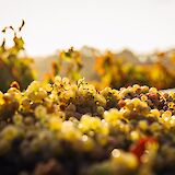 Produce from the vineyard, Adelaide hills, Australia. Thomas Schaefer@Unsplash