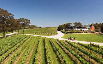 Biking through the vineyards, Adelaide Hills, Australia