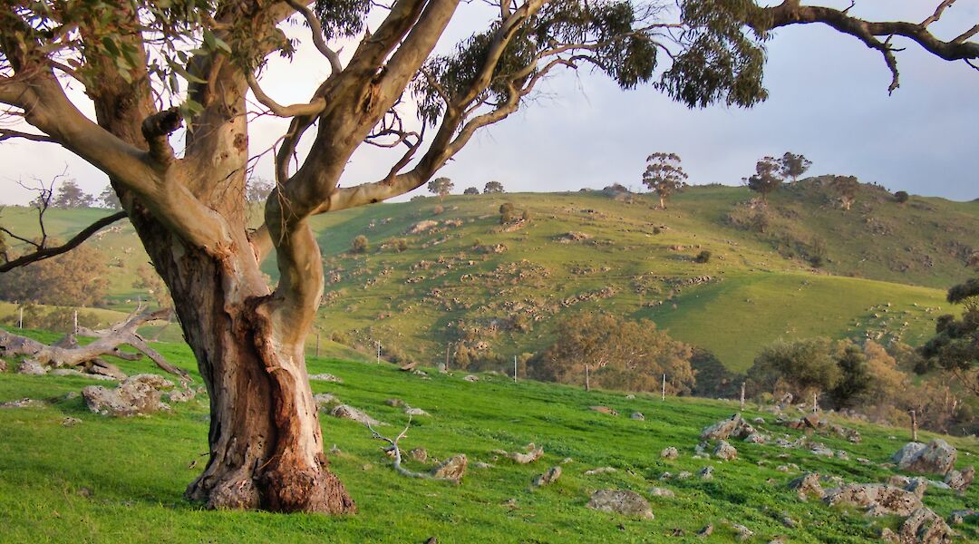 Tree on the rocky hill, Adelaide Hills, Australia. Mick Orlick@Unsplash