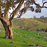 Tree on the rocky hill, Adelaide Hills, Australia. Mick Orlick@Unsplash