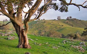 Tree on the rocky hill, Adelaide Hills, Australia. Mick Orlick@Unsplash